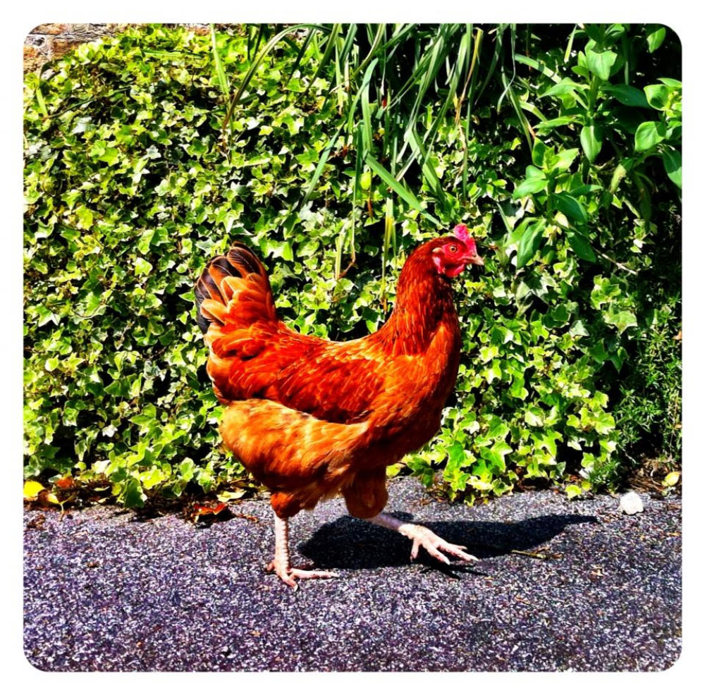 Hens, Friends and Long Weekends