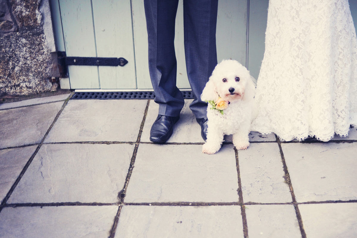 Dog-Friendly Weddings