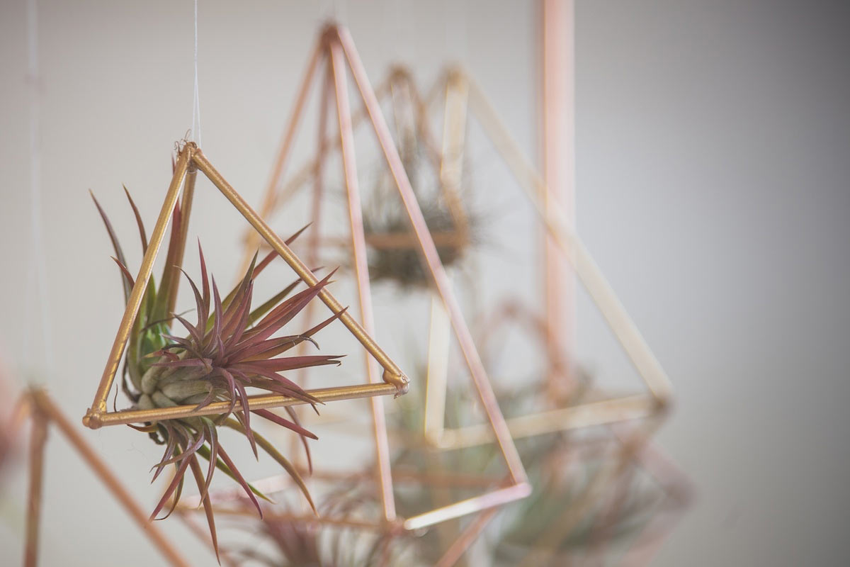 How To Make Air Plant Terrariums