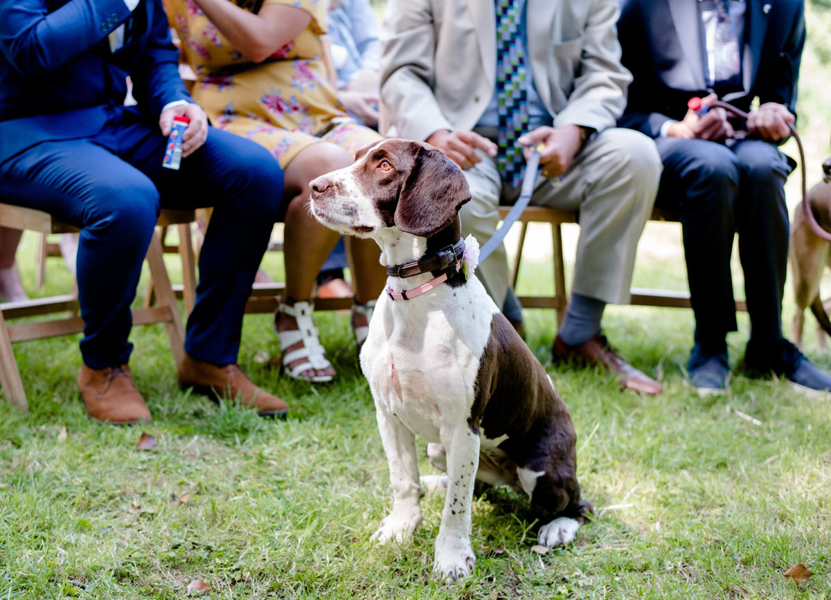 Dogs at Weddings