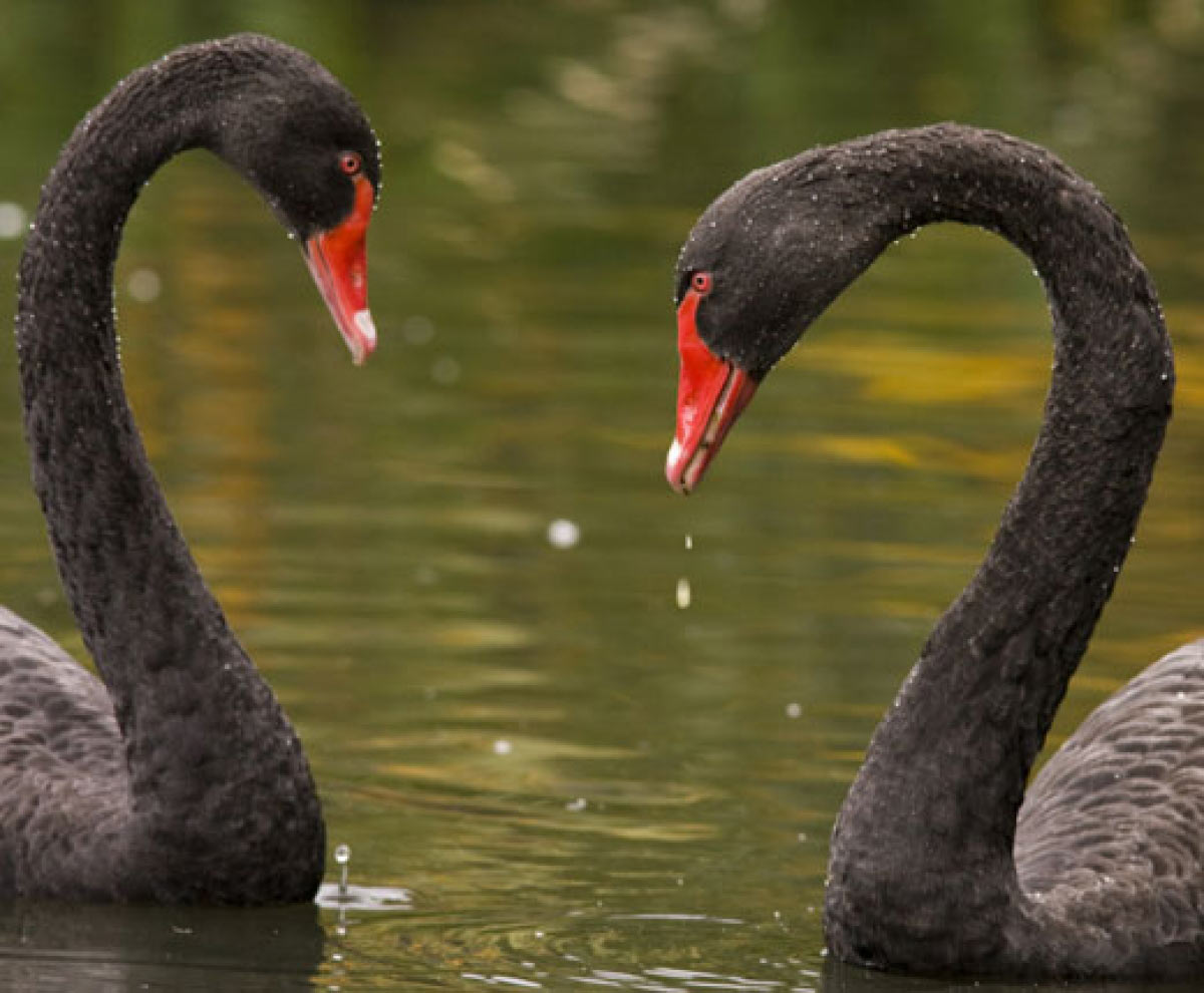 Grooms-Much Ado About Everything