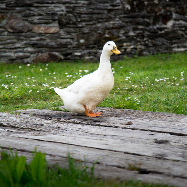Lower Marsh Farm