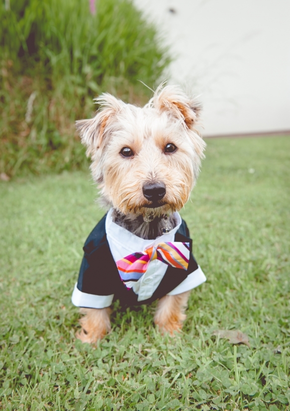 Dogsatweddings7