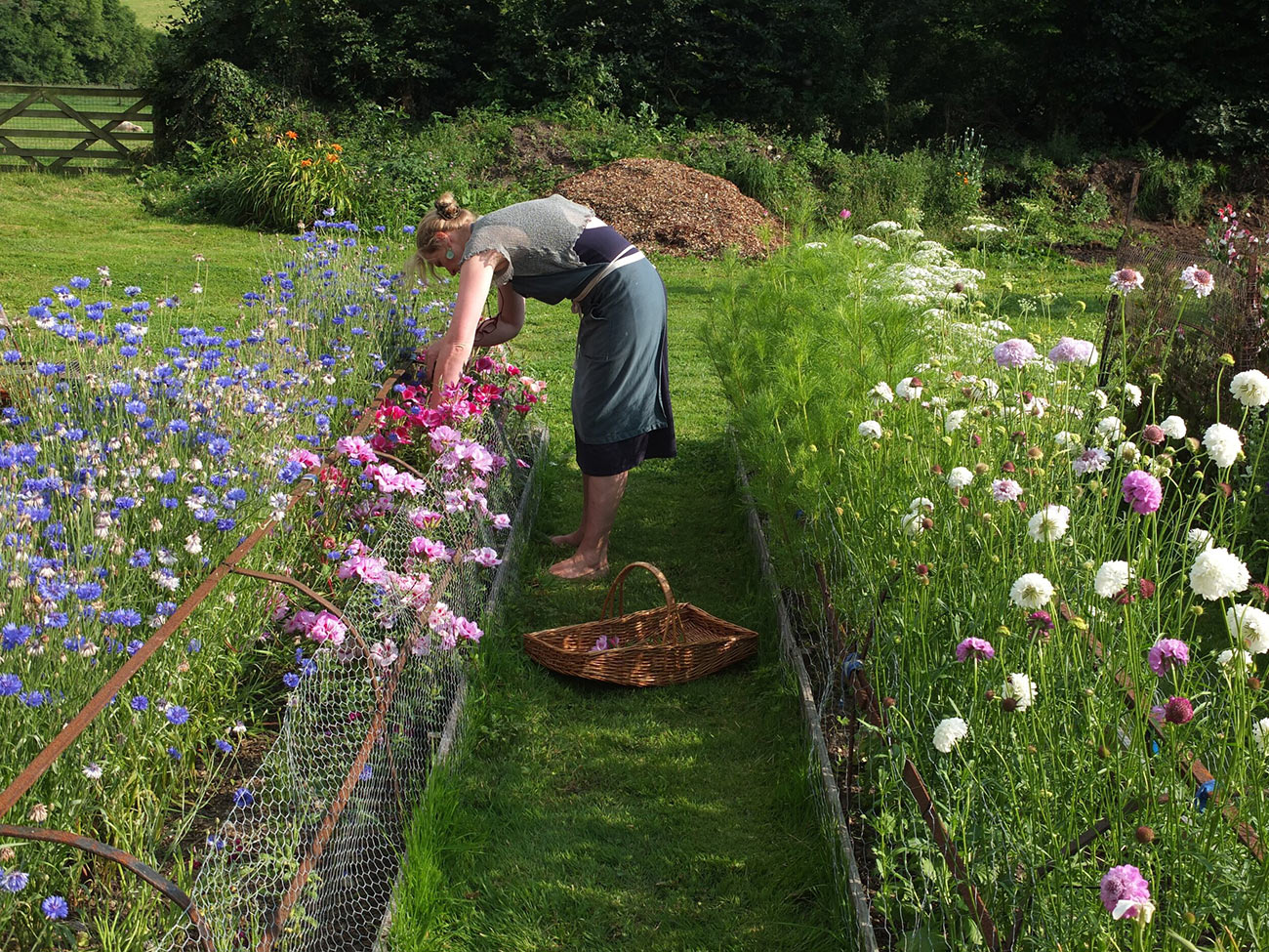 Cutting Garden 7