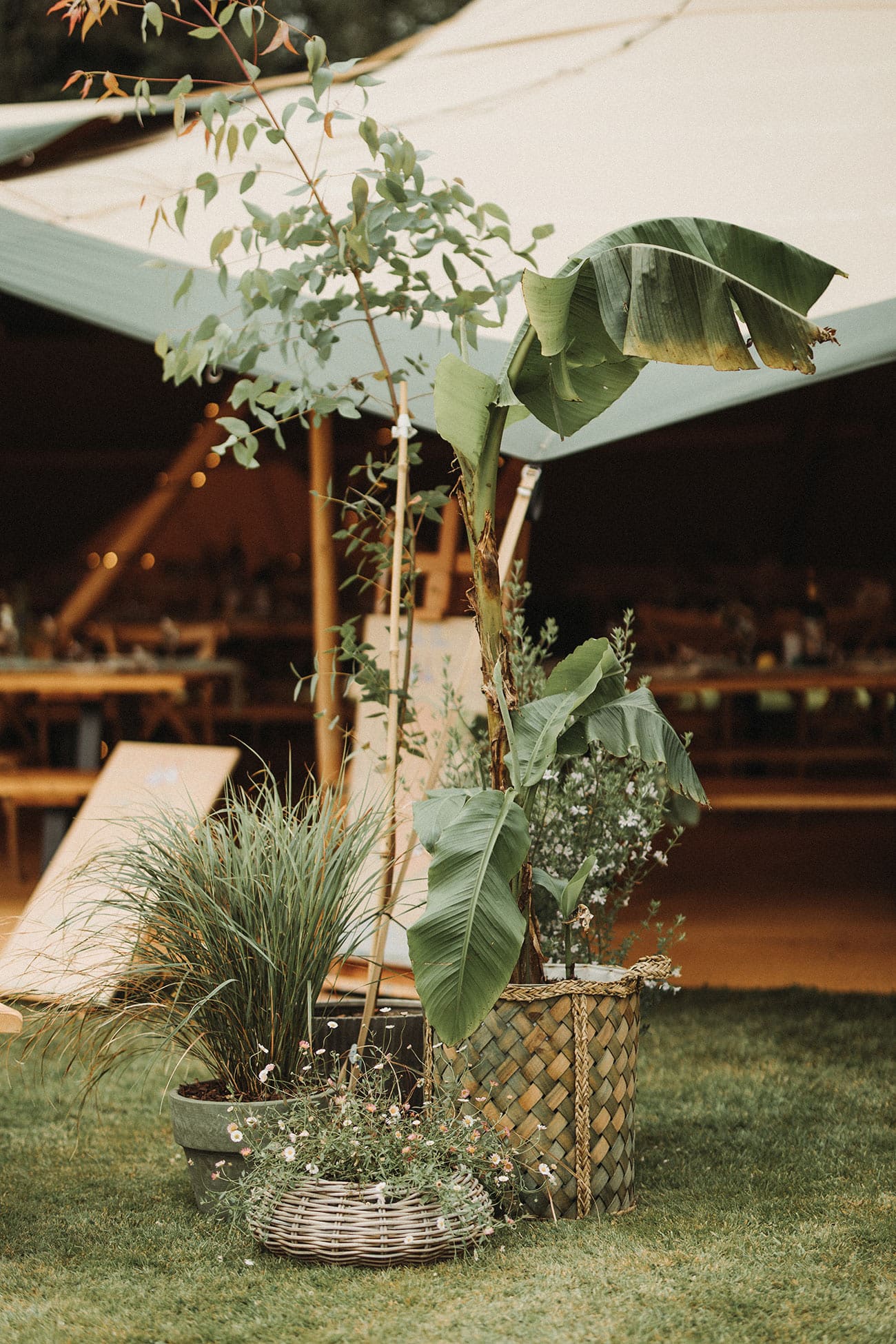 Olive trees, lavender and herbs decorating the outdoor venue