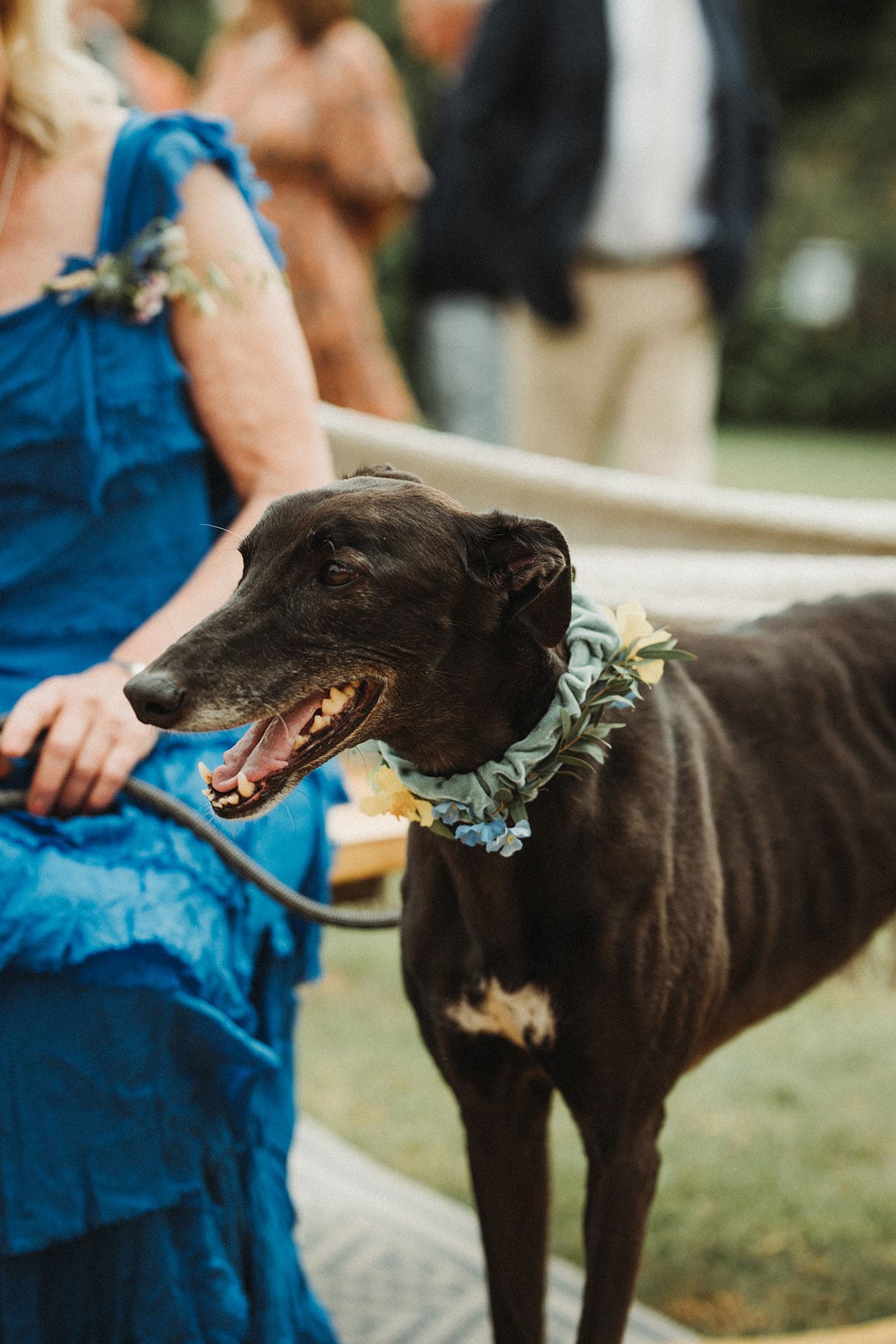 Dog with a collar made of flowers enjoying the wedding