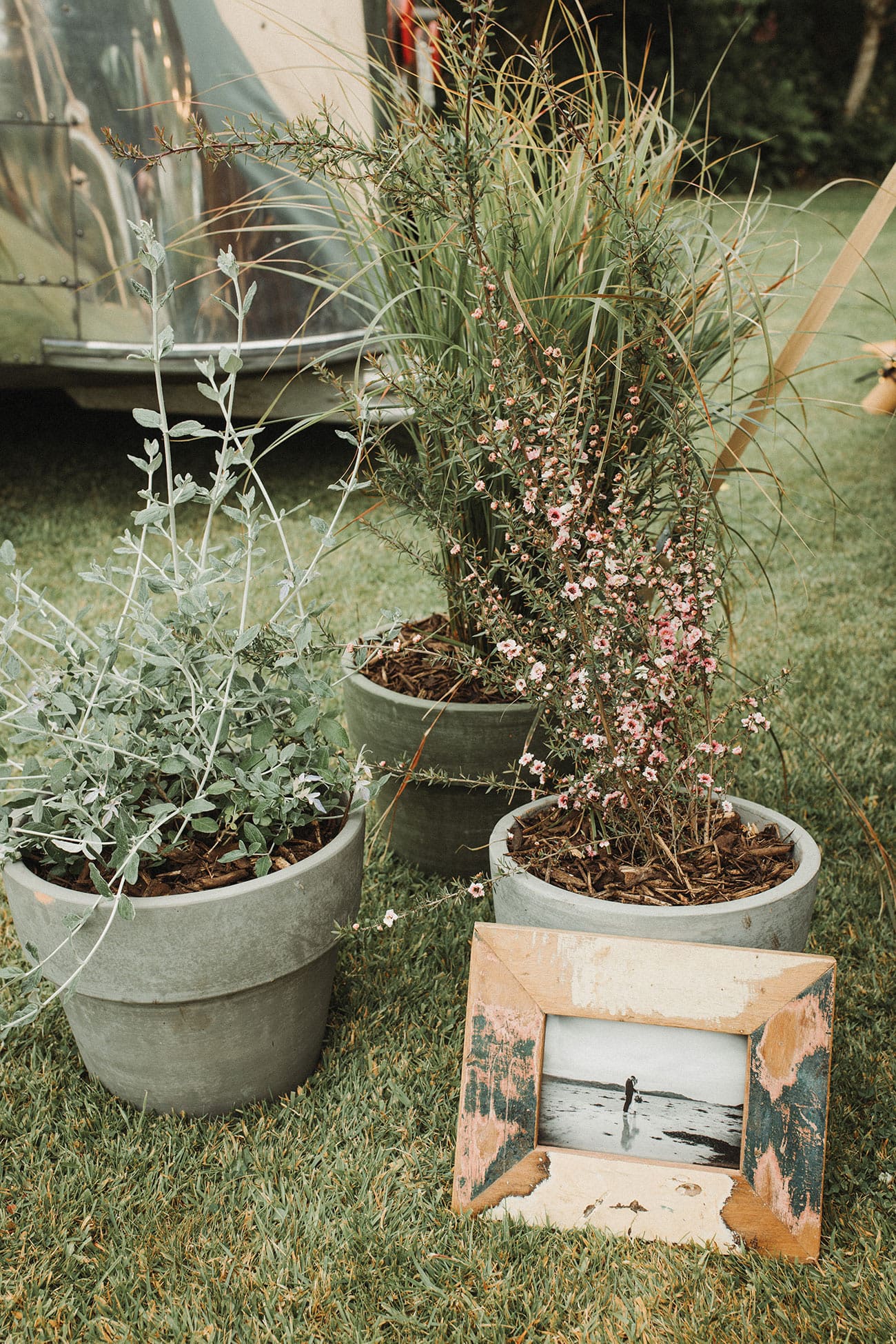 olive tress, lavender and herbs used to decorate the venue