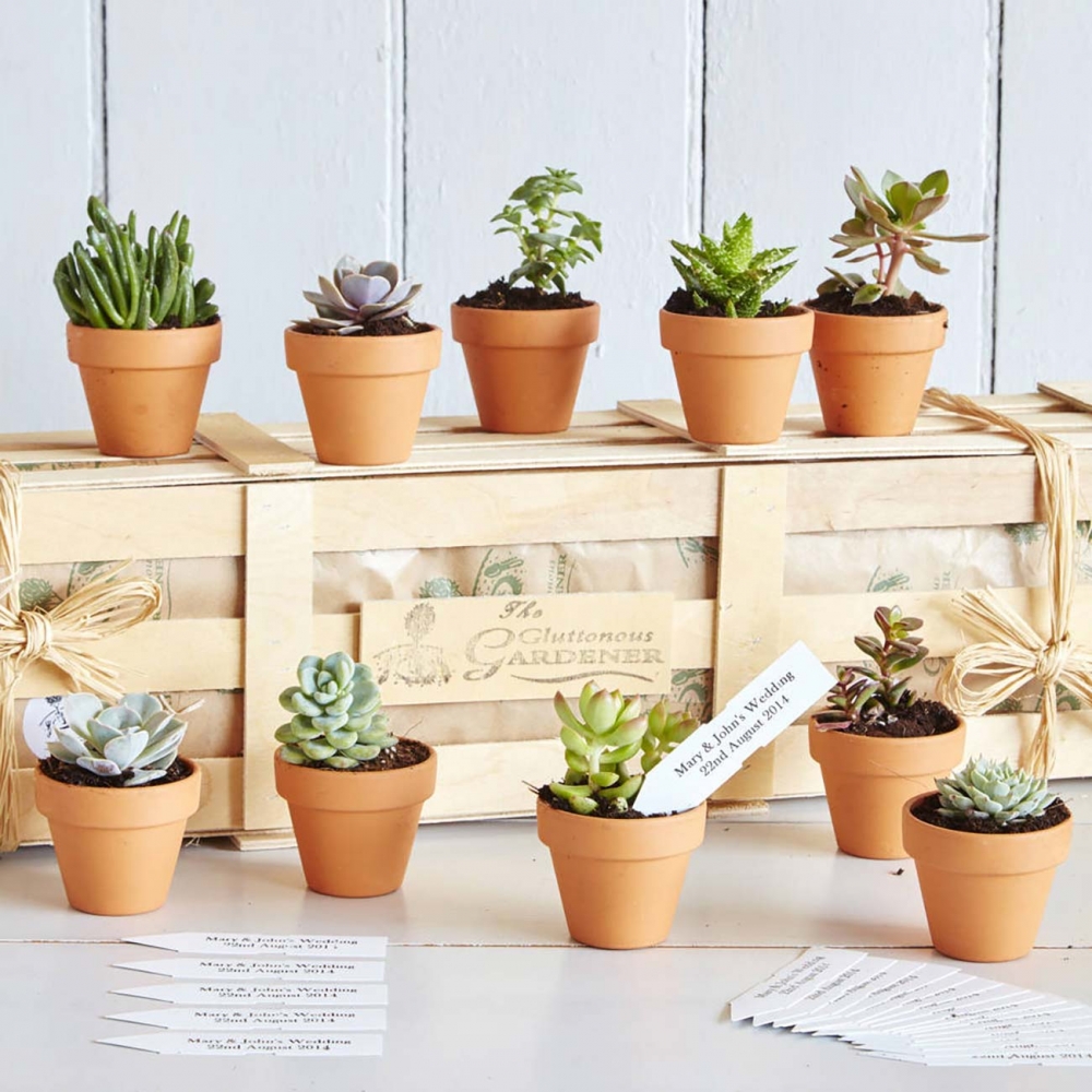 NOTHS THE GLUTTONOUS GARDENER Original Personalised Succulents Wedding Favours