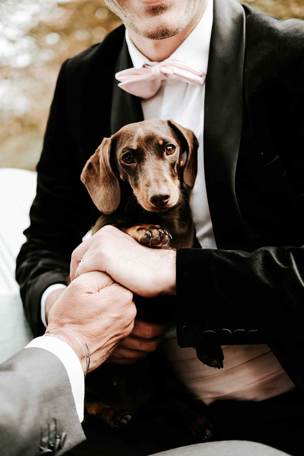 WeddingsCornwall Dog 283