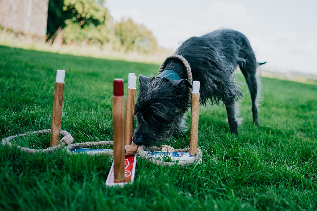 A dog sniffs the outdoor garden games