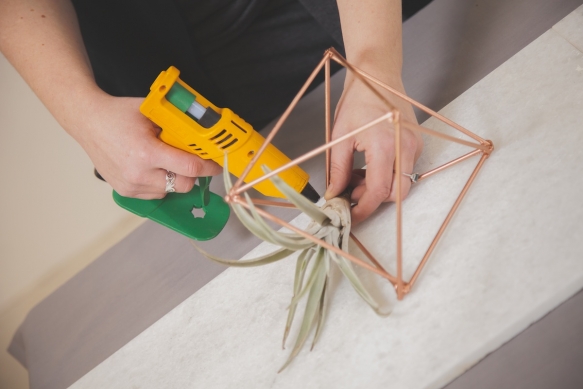 Diy Tutorial Air Plant Terrariums7