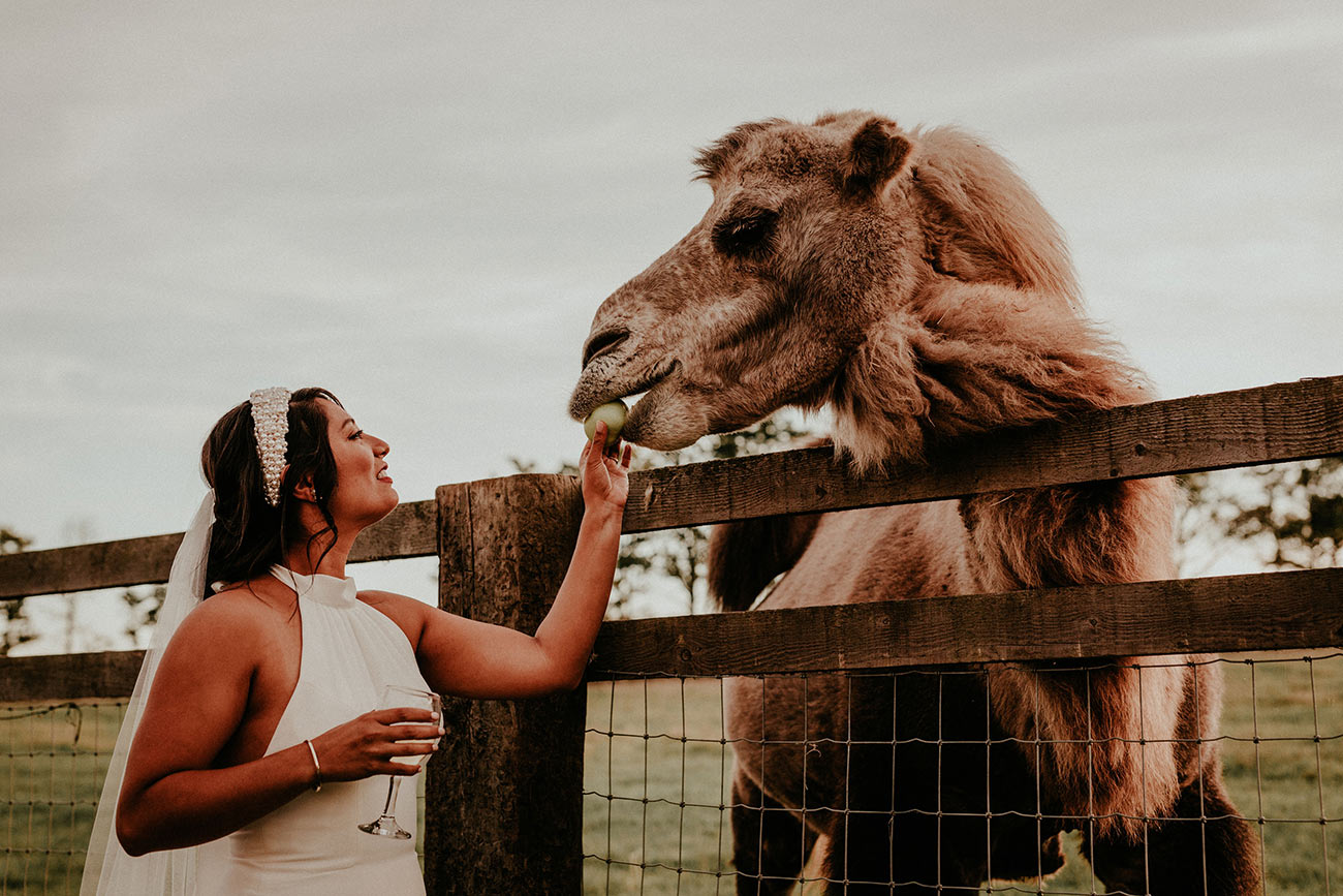 Real Wedding Bride Cornish Camels Venue