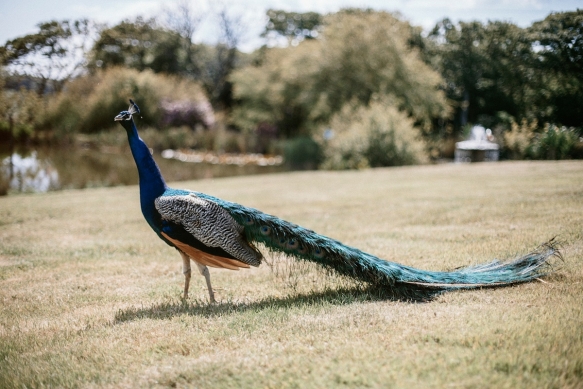 Summer Wedding Style Hendra Barns12