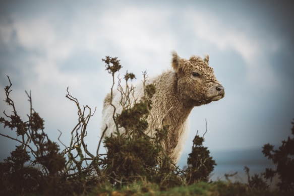 Winter Wedding Bodmin Jail2